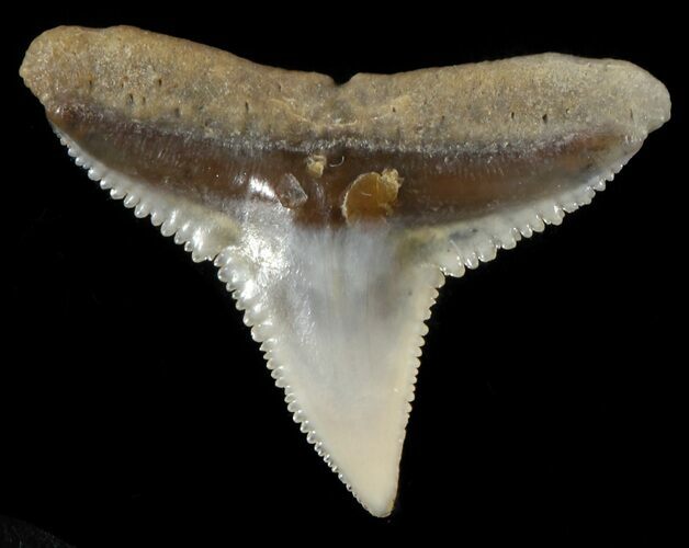 Fossil Dusky Shark Tooth - Lee Creek (Aurora), NC #47653
